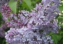 Mount Athos Incense - Lilac - 100g