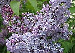 Mount Athos Incense - Lilac - 30g