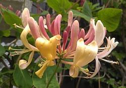 Mount Athos Incense - Honeysuckle - 100g