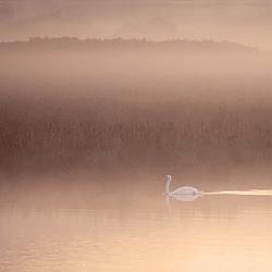 Greetings card - Early Morning Swim