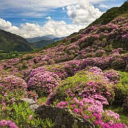 Greetings card - Nant Gwynant